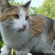 Image for article titled Feral Cats Can Destroy the Environment